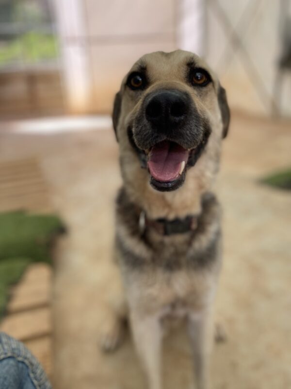 Clyde - Image 4