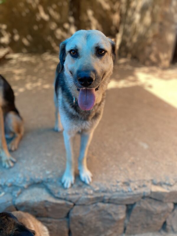 Clyde - Image 3