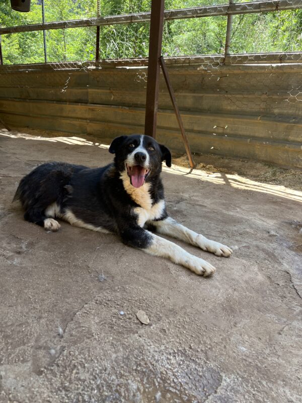 Archie - Image 6