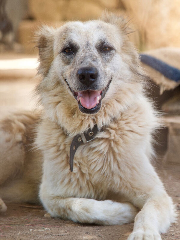 Heidi