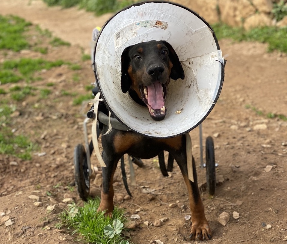 Rescue Rehome Lebanon