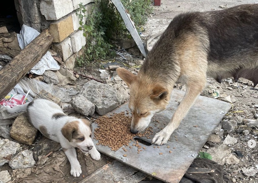 TNR and feeding strays Lebanon