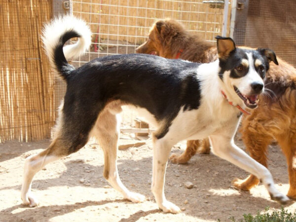 Murphy - Image 5
