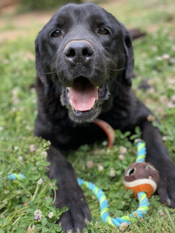 Hank - Image 2
