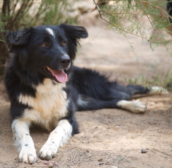 Deedee - Image 6