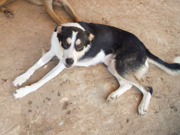 Murphy - Image 6