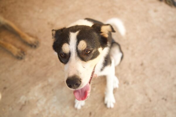 Murphy - Image 3