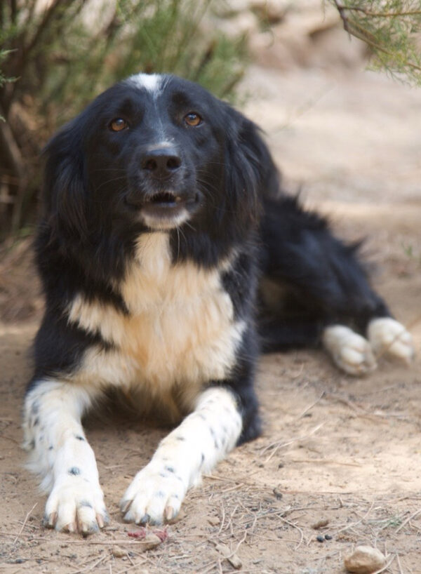 Deedee - Image 3
