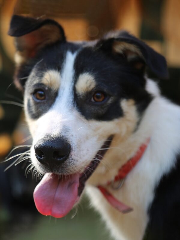 Murphy