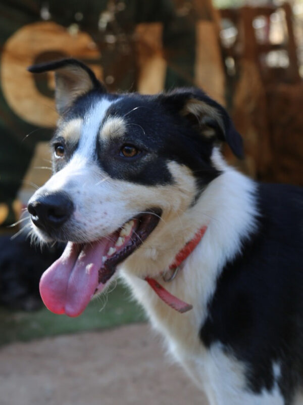 Murphy - Image 2