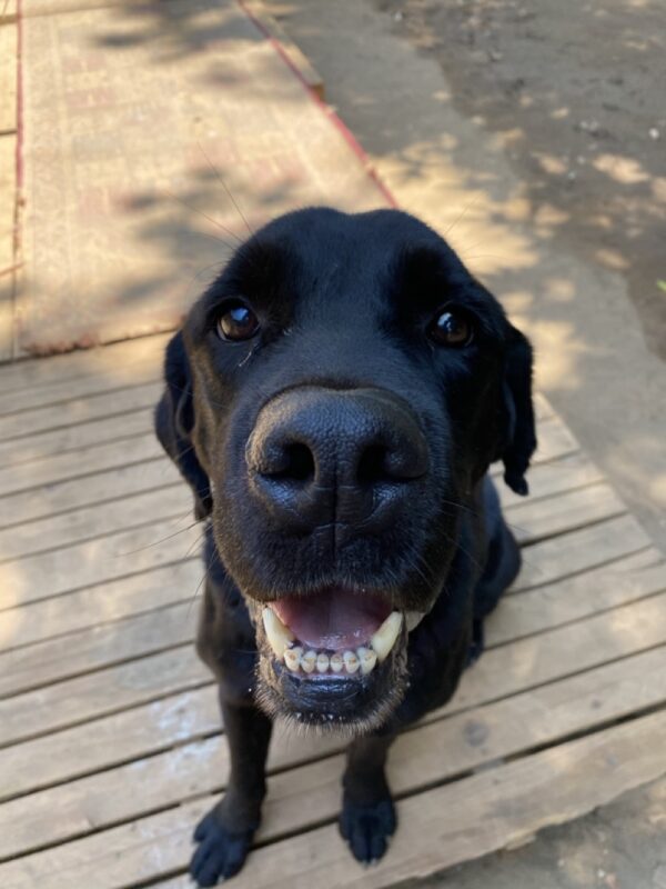 Hank - Image 9
