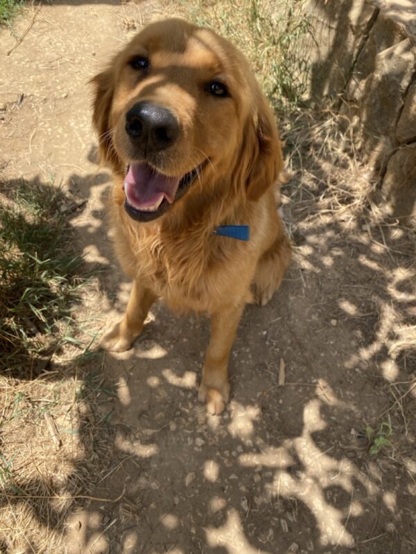 Lola - Image 2