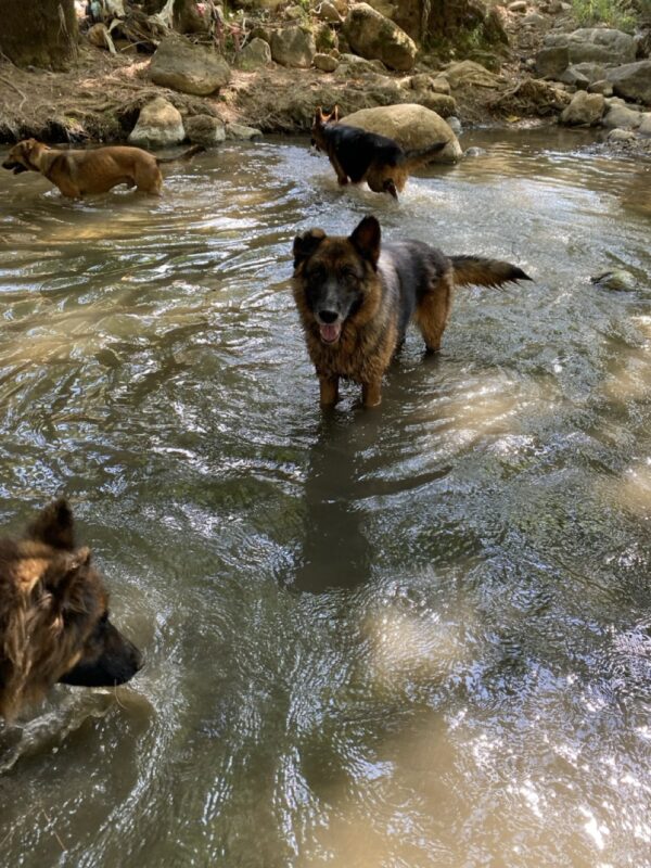 Riley - Image 8