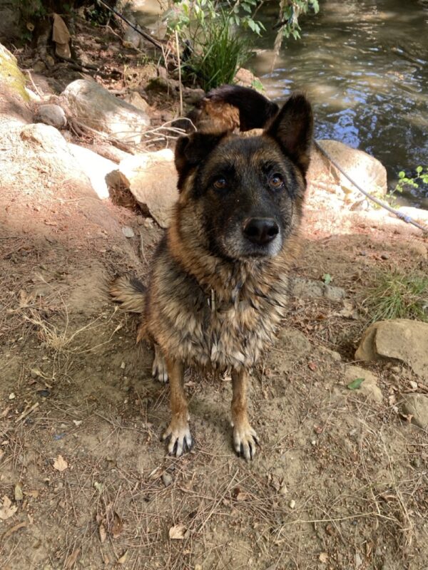 Riley - Image 4
