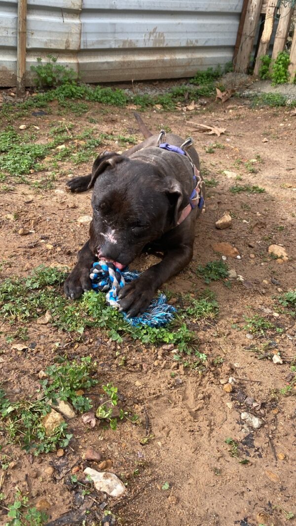 Daisy - Image 7