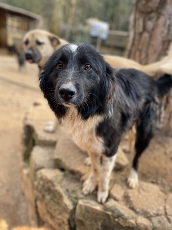 Deedee - Image 2