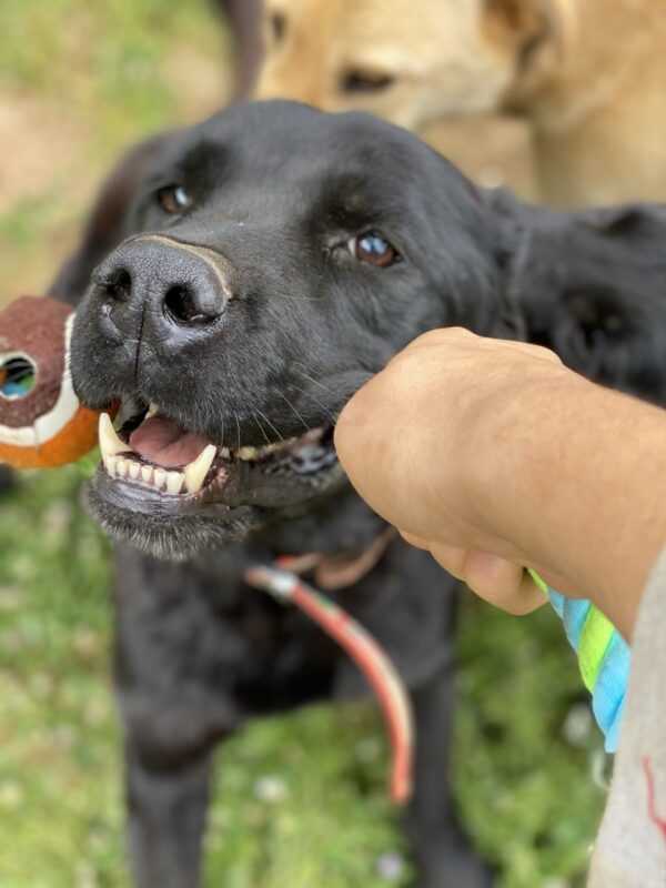 Hank - Image 3