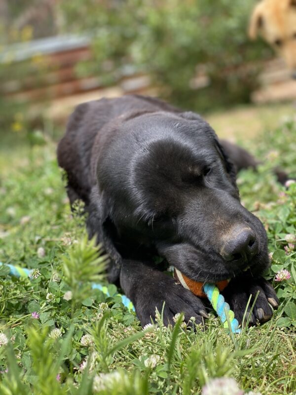 Hank - Image 6