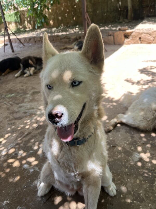 Arya - Image 3