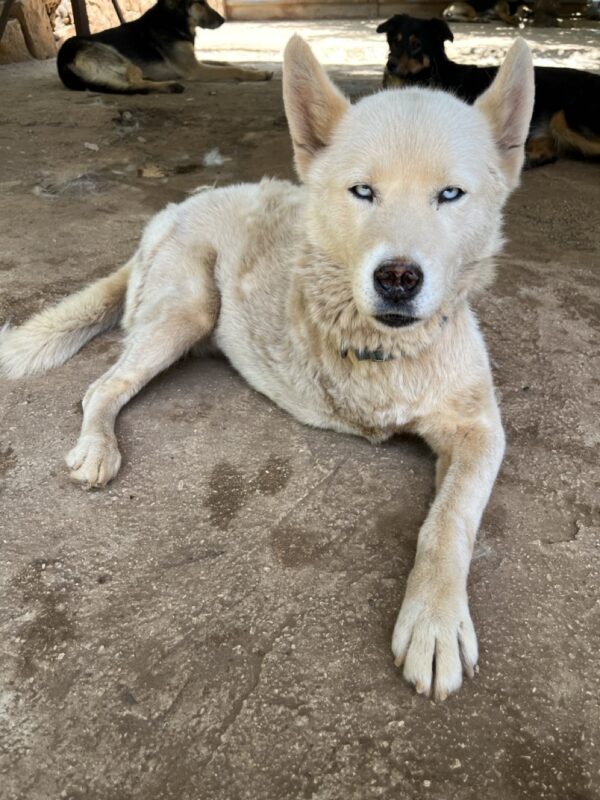 Arya - Image 2