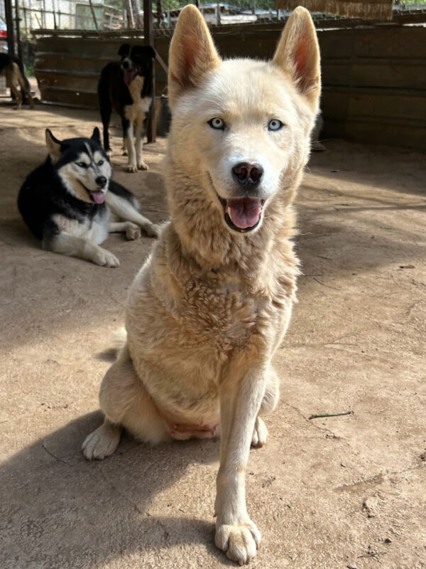 Arya