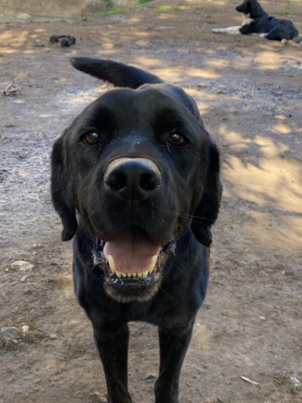 Hank - Image 4