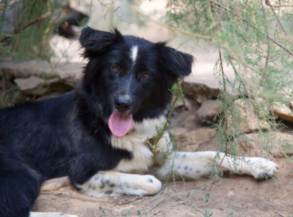 Deedee - Image 5