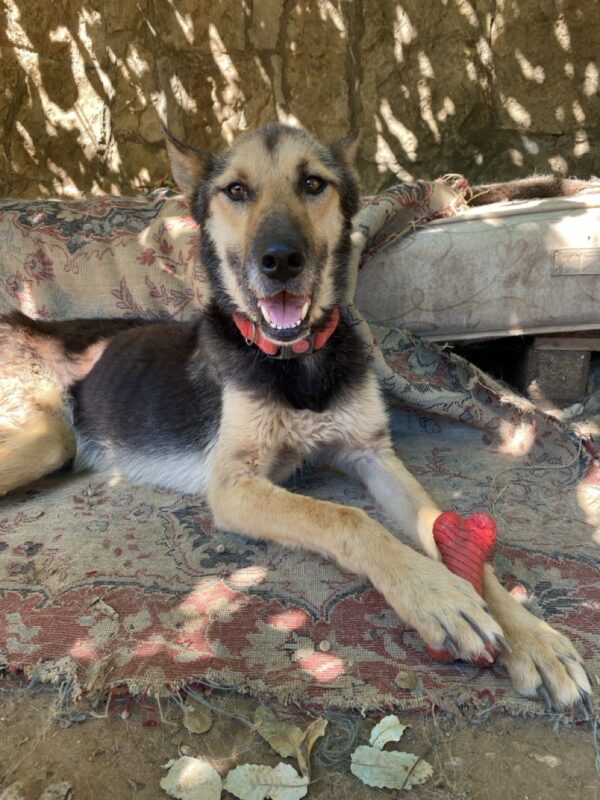 Jasper - Image 2