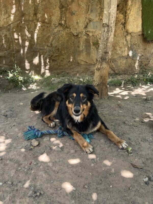 Penny - Image 2
