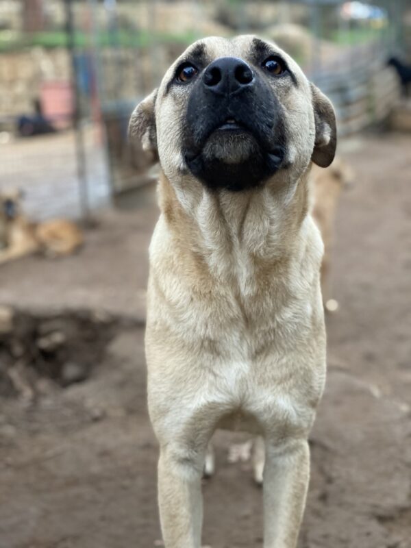 Pete - Image 6