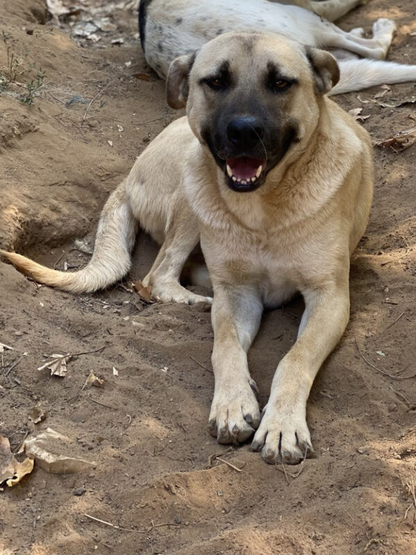 Pete - Image 9
