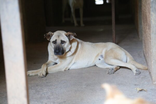 Pete - Image 10