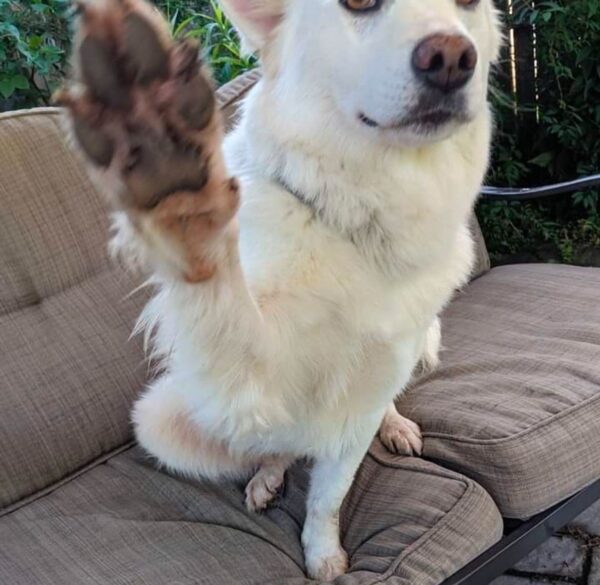 Dog walking in Lebanon