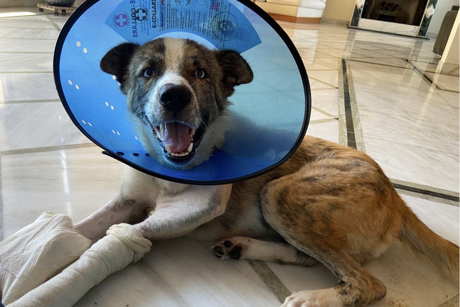 Foster dogs in Lebanon