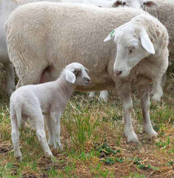 Slaughtering animals on Eid