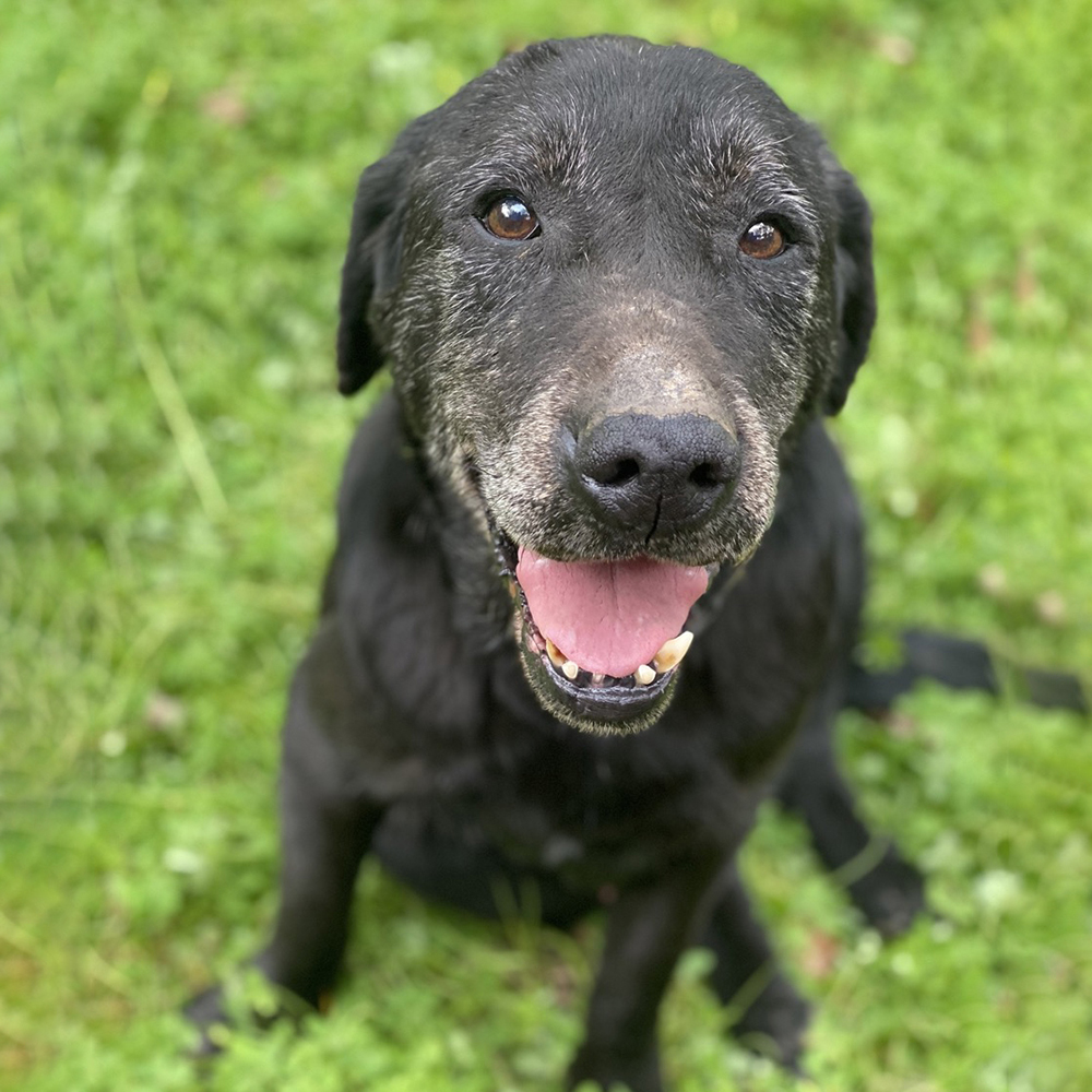 Support a shelter dog